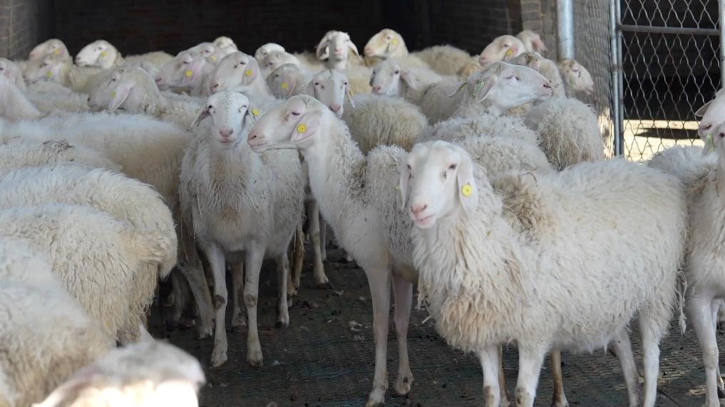 推动乡村产业提质增效做好“土特产”文章(图5)